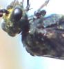 Dolerus sp.